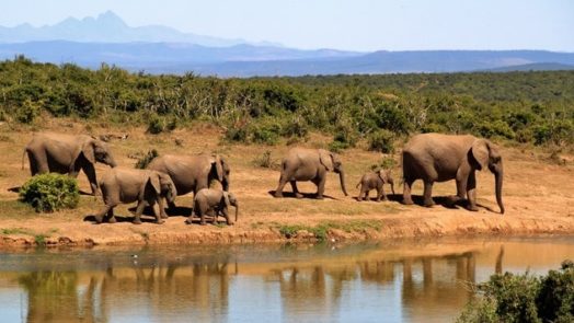 elephant herd of elephants african bush elephant africa 59989